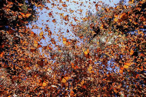 Monarch Butterfly Wintering In Oyamel Pine Forests, Mexico Photograph by Sylvain Cordier ...