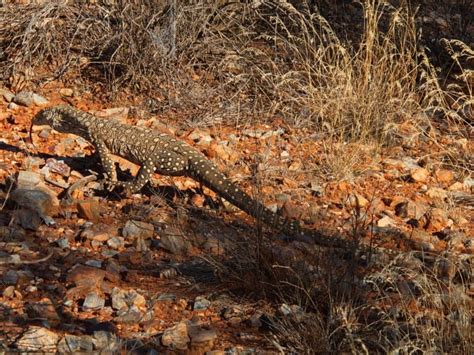 8 Fascinating Perentie Facts - Fact Animal