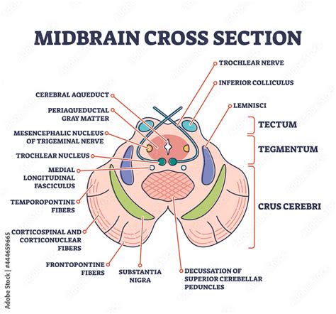 Midbrain cross section with labeled brain structure parts outline ...