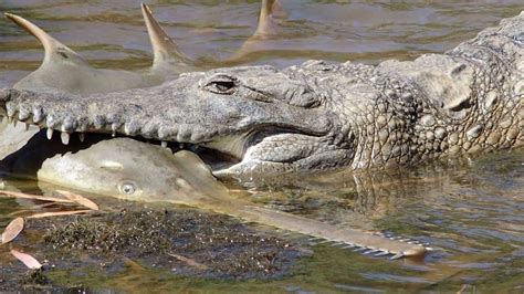 Photos show crocodile eating sawfish in Australia - BBC News