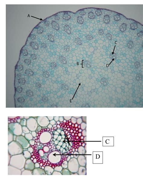 Monocot Stem Labeled Diagram