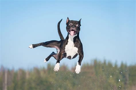 How To Stop Your Dog From Jumping | Leader of The Pack Dog Obedience ...