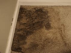 Speedway Motor: How Do You Remove Mold From Carpet