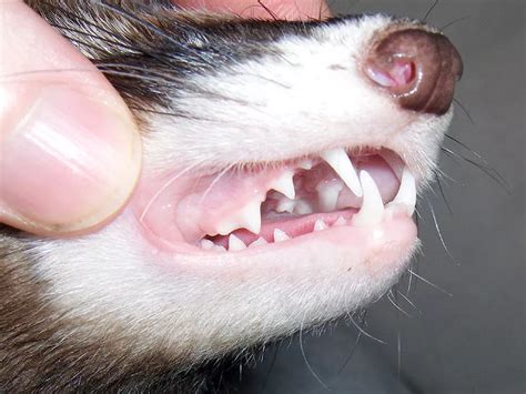 Parents Charged in Ferret Attack; Weasel Had Bitten Before Chewing Off ...