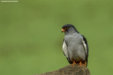 Amur Falcon - male | Amur Falcon - male | Pradeepkumar Devadoss | Flickr