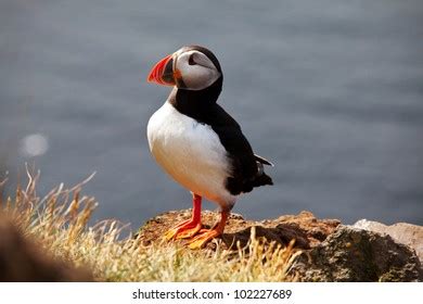 Puffin Mouth Open Runde Norway June Stock Photo 1444157315 | Shutterstock