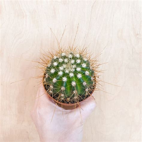 Products – Cactus Club Co