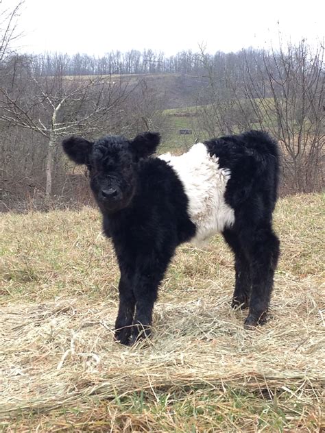 Belted Galloway calf | Fluffy animals, Cow pictures, Cute baby cow