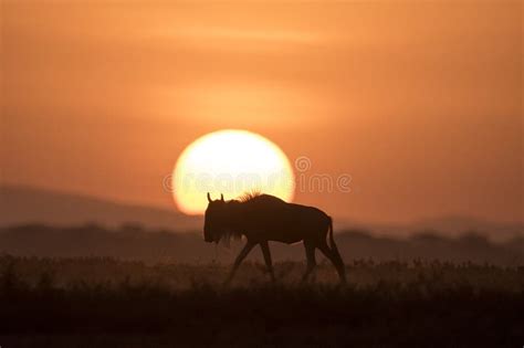 African Landscape while in Safari Stock Photo - Image of dawn, savannah ...