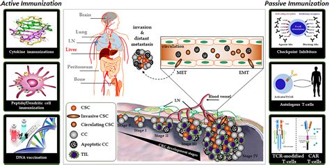 Frontiers | Molecular Immunotherapy: Promising Approach to Treat ...