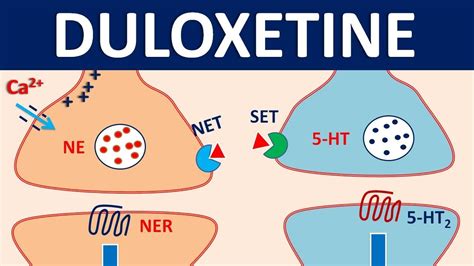 Duloxetine (cymbalta) - Mechanism, precautions, interactions & uses - YouTube