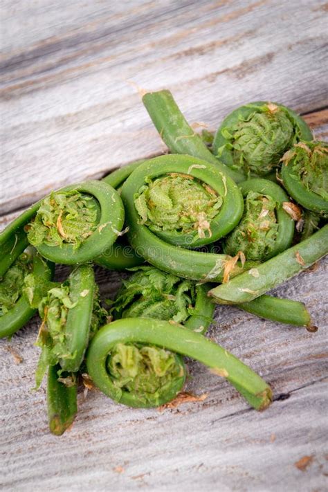 Fresh Edible Fiddlehead Fern Stock Image - Image of edible, canada ...