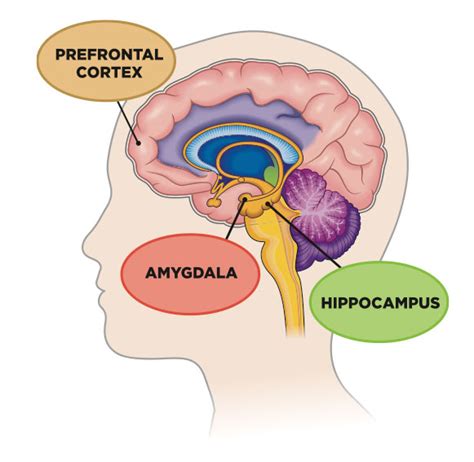 The Mechanics of Stress Response | Strong Medicine