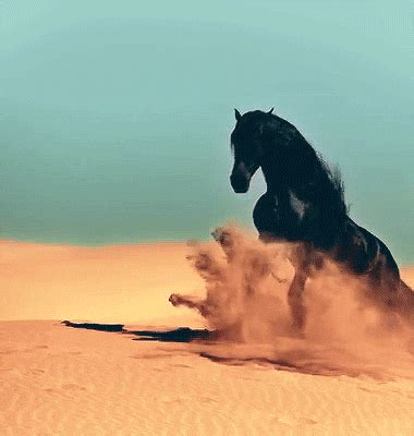 Black Horse GIFs - Find & Share on GIPHY