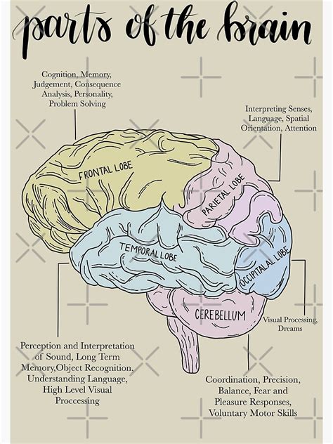 "Parts of the Brain Psychology " Poster by Katlligraphy | Redbubble