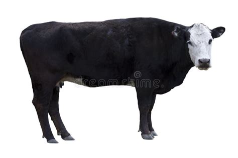 Black Cow Cutout Royalty Free Stock Photos - Image: 6594208