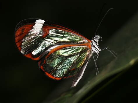 Biologists Unlock the Secrets of ‘Invisible’ Animals | WIRED