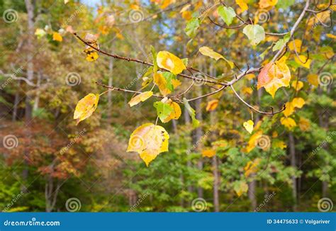 Tree Branch with Autumn Leaves. Stock Image - Image of decoration, rust: 34475633