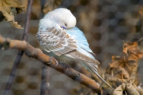 What Are the Blue Dots on a Parakeet - Nelson Satifer