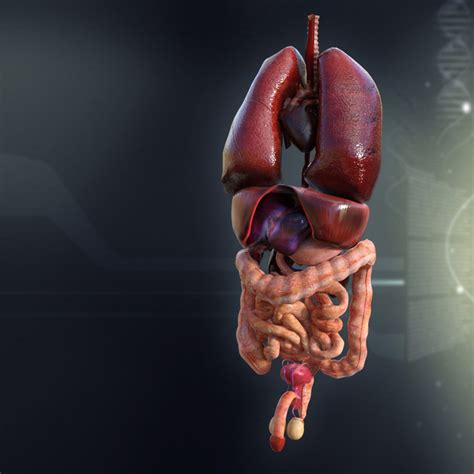 Human Male Internal Organs Anatomy - 3D ANIMATION