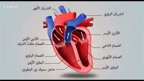 الجهاز الدوراني -الجزء الاول - YouTube