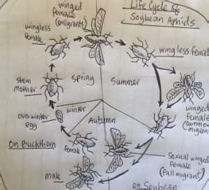 Plant Aphids as Animals: Life Cycle, Types, Control and Prevention ...