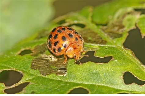 Do Ladybugs Die in the Winter? Do they Hibernate?