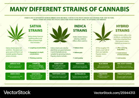 Different strains cannabis horizontal info Vector Image