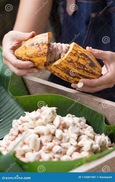 Fresh Cocoa Beans in the Hand of a Farmer Stock Image - Image of bean ...