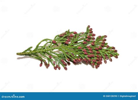 Lawsons Cypress Chamaecyparis Lawsoniana Stock Photo - Image of white ...