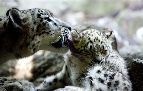 Clouded Leopard Mother And Cubs