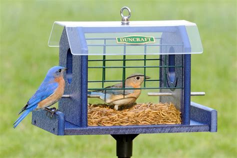 Duncraft.com: Bluebird Haven Feeder | Bird feeders, Blue bird, Bird house feeder