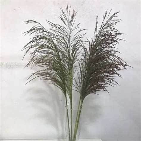 Natural Plant Reed Grass Bouquet Dried Flowers Home Decoration Creative ...