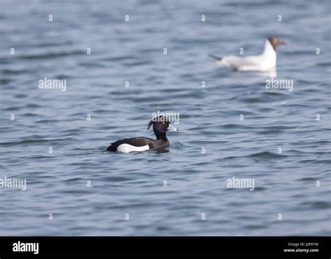 Male tufted duck Stock Photo - Alamy