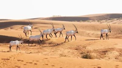 18 facts about Saudi wildlife - Visit Saudi Official Website