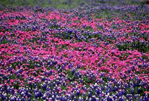 bright pink and purple wildflowers field.jpg