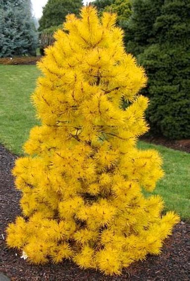 44 Best Dwarf Evergreen Trees ideas | dwarf evergreen trees, conifers ...