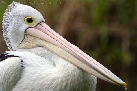 The Bird with the Longest Beak is the Australian Pelican’s beak is up to 18.5 inches (47 cm ...