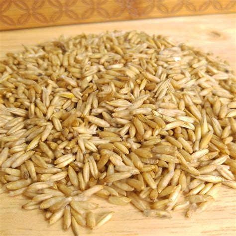 Organic Whole Raw Oat Grain Seeds for Sprouting and Juicing Sweet Oat Grass - Free UK Delivery ...