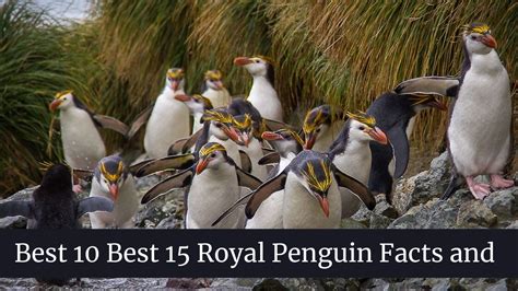 Best 15 Royal Penguin Facts and Information, Habitat