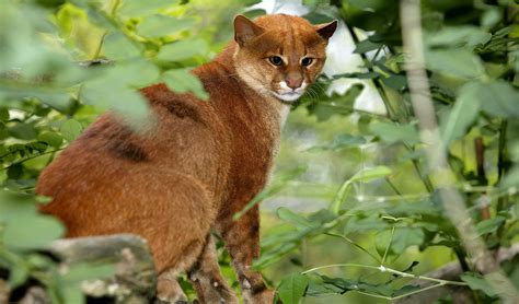 Jaguarundi facts, distribution & population | BioDB