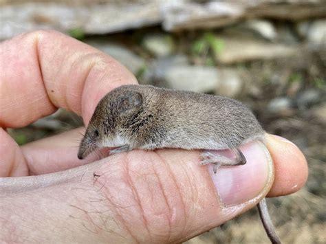 #WildlifeLove: Why the Tiny Shrew Will Blow Your Mind - Scenic Hudson