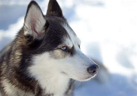 Dalmatian Husky Mix: Complete Guide - Dog Leash Pro