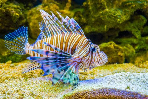 Unbelievably Fascinating Facts About Lionfish - Animal Sake