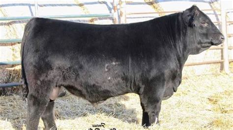 Pin by Jim Durham on Australian #1 Cattle Breeds | Hereford cattle, Braford cattle, Breeds