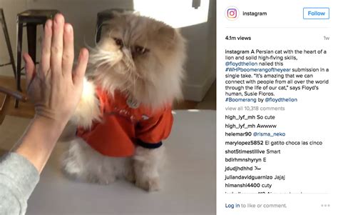 Floyd's High-Five Instagram Boomerang of the Year — Floyd The Lion