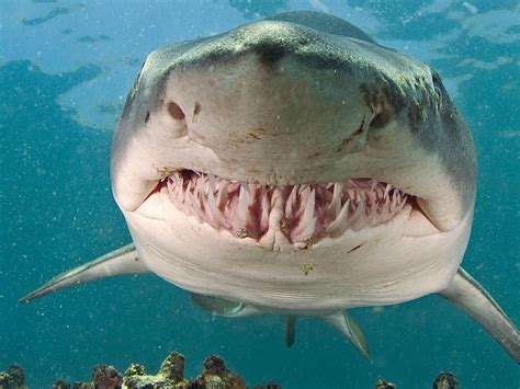 Different Types Of Shark Teeth American Oceans, 58% OFF