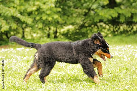 Berner Sennenhund Stock Photo | Adobe Stock