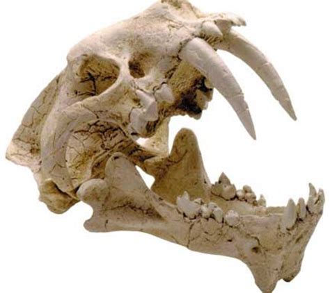 Sabertooth Cat - Hagerman Fossil Beds National Monument (U.S. National ...