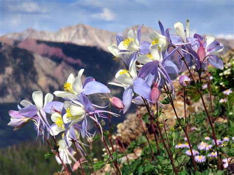 Columbine Wildflowers in the Rocky Mountains [OC][4500x3375] : r/EarthPorn